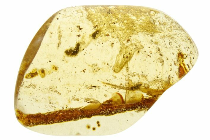 Polished Colombian Copal ( g) - Contains Winged Termite! #355405